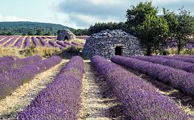 Le Cabanon Des Lavandes Entre Mont Ventoux Et Luberon