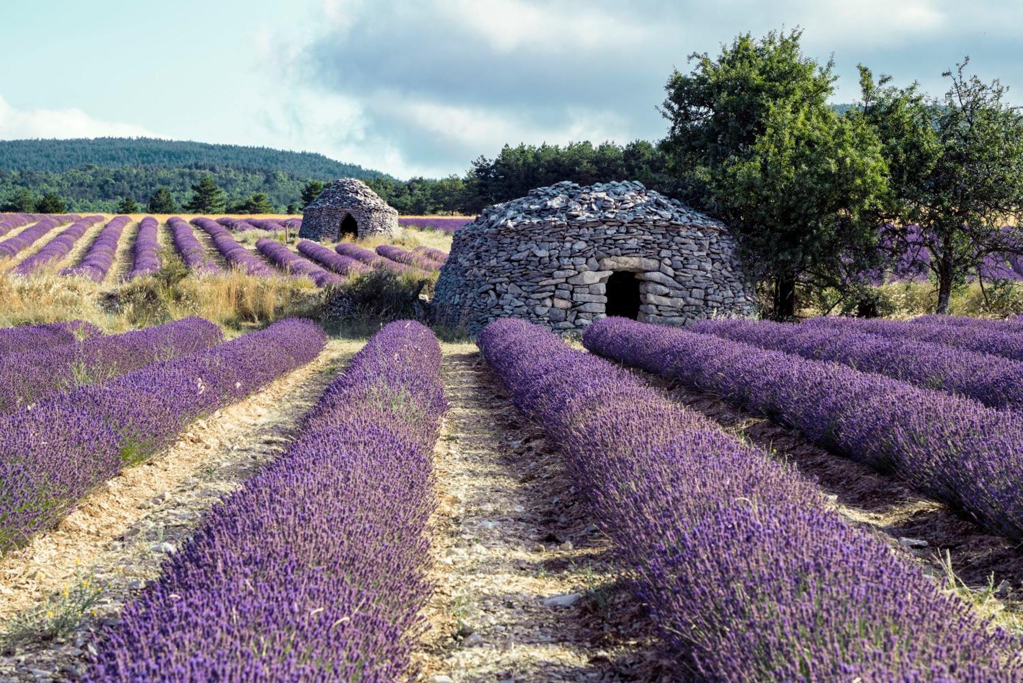 Le Cabanon Des Lavandes Entre Mont Ventoux Et Luberon Sault Exterior foto